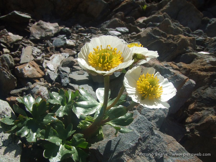 09 Ranunculus glacialis.JPG